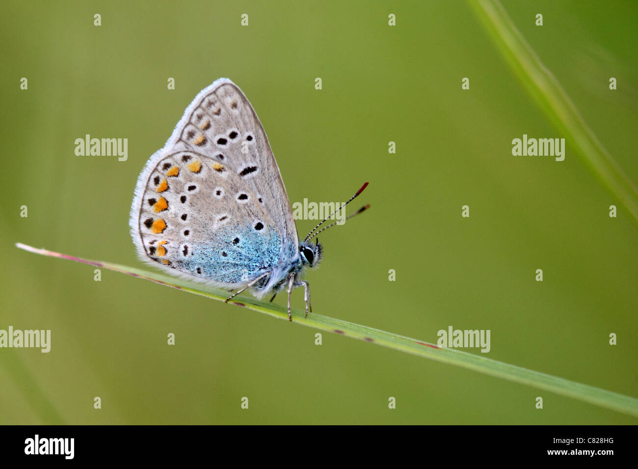Blue (Polyommatus icarus commun). L'été, l'Europe Banque D'Images