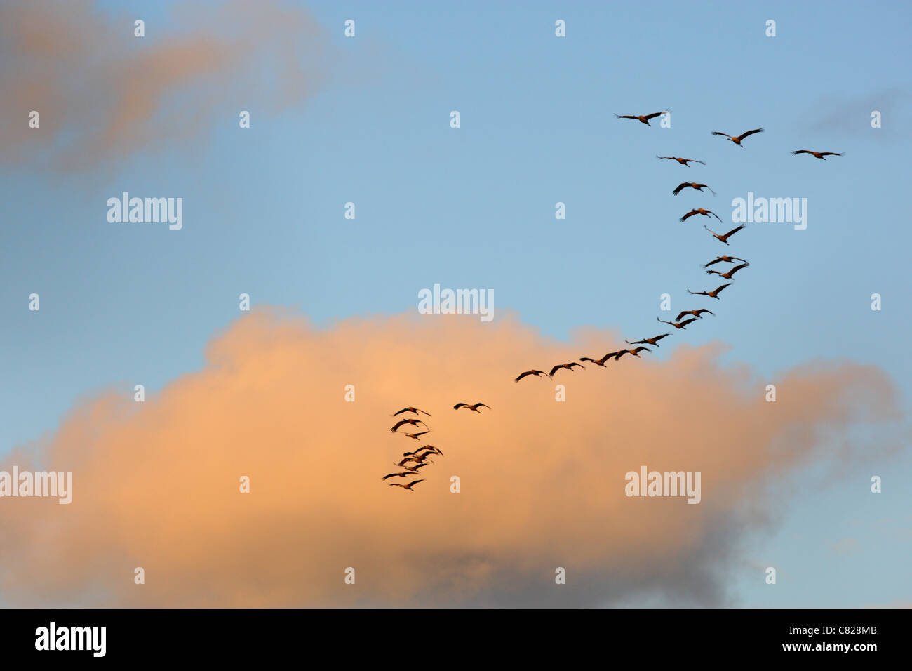 Troupeau de grues cendrées (Grus grus) volant en forme de V à l'endroit de repos. L'Europe Banque D'Images