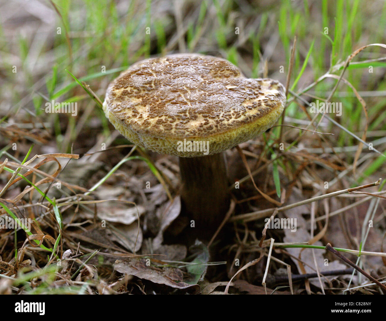 Sepia Bolet, Boletus porosporus, Boletaceae Banque D'Images