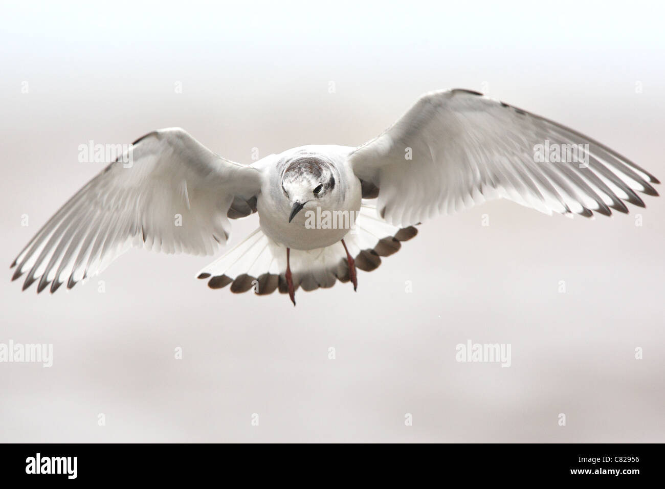 Mouette pygmée (Larus minutus) en vol. L'Europe, l'Estonie Banque D'Images