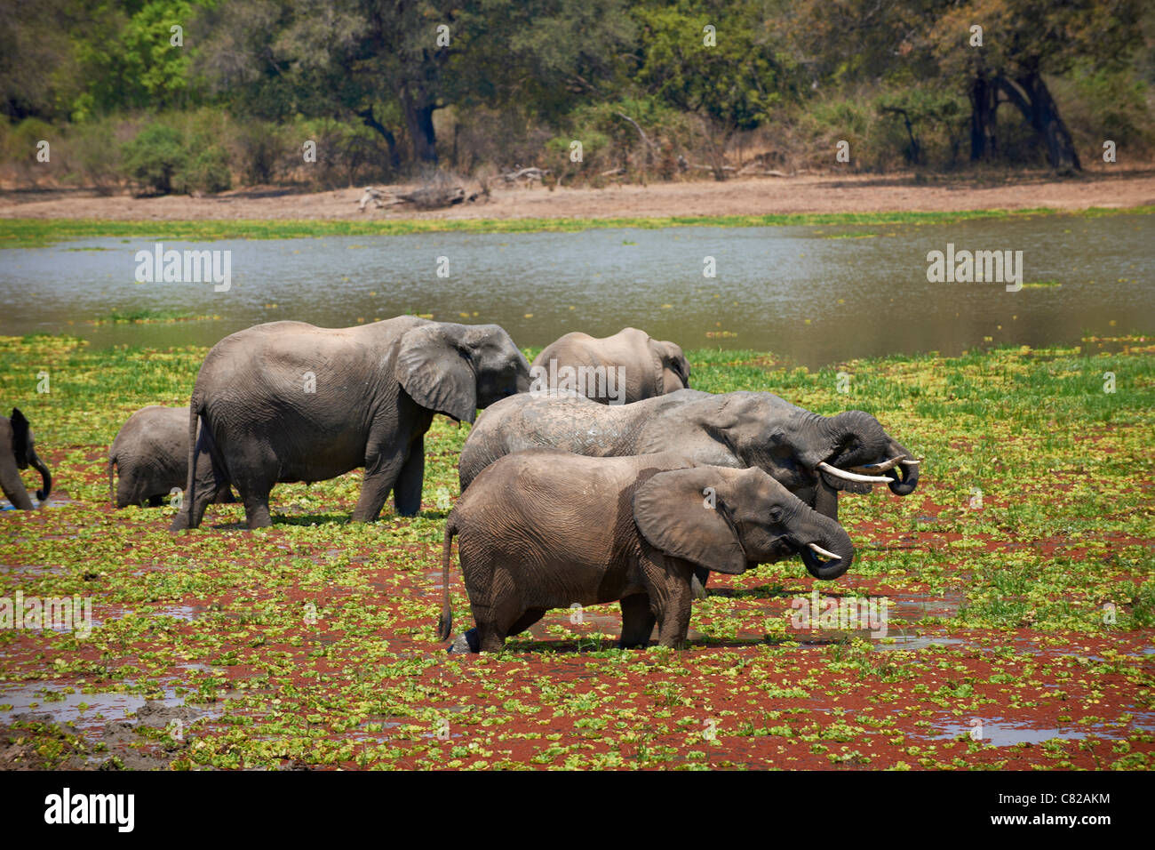 Troupeau de brousse africaine, l'éléphant Loxodonta africana, South Luangwa National Park, Zambie, Afrique Banque D'Images
