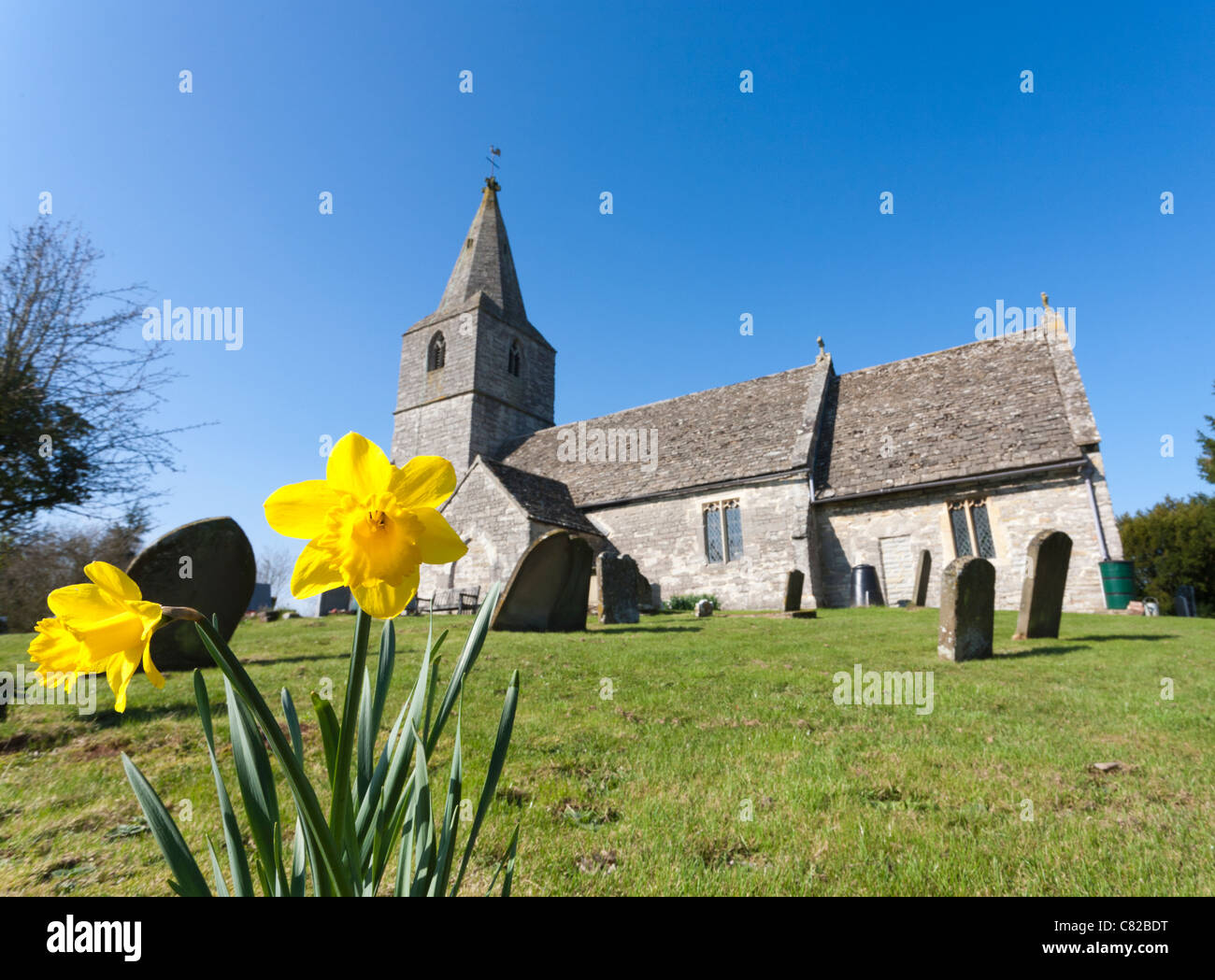 Printemps jonquilles à St Margaret's Church, Corse, Gloucestershire, England, UK Banque D'Images