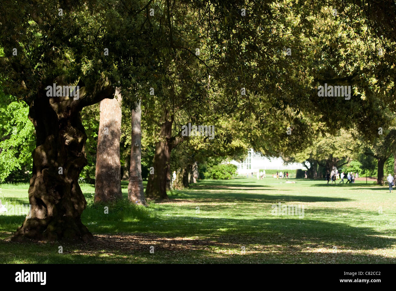 Rangée d'arbres au Royal Botanic Gardens, Kew Gardens, UK Banque D'Images