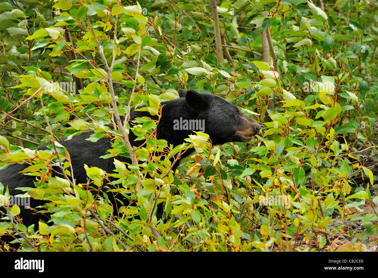 Un ours noir sauvages adultes marche à travers les buissons remplis de feuilles dans un fort vent. Banque D'Images
