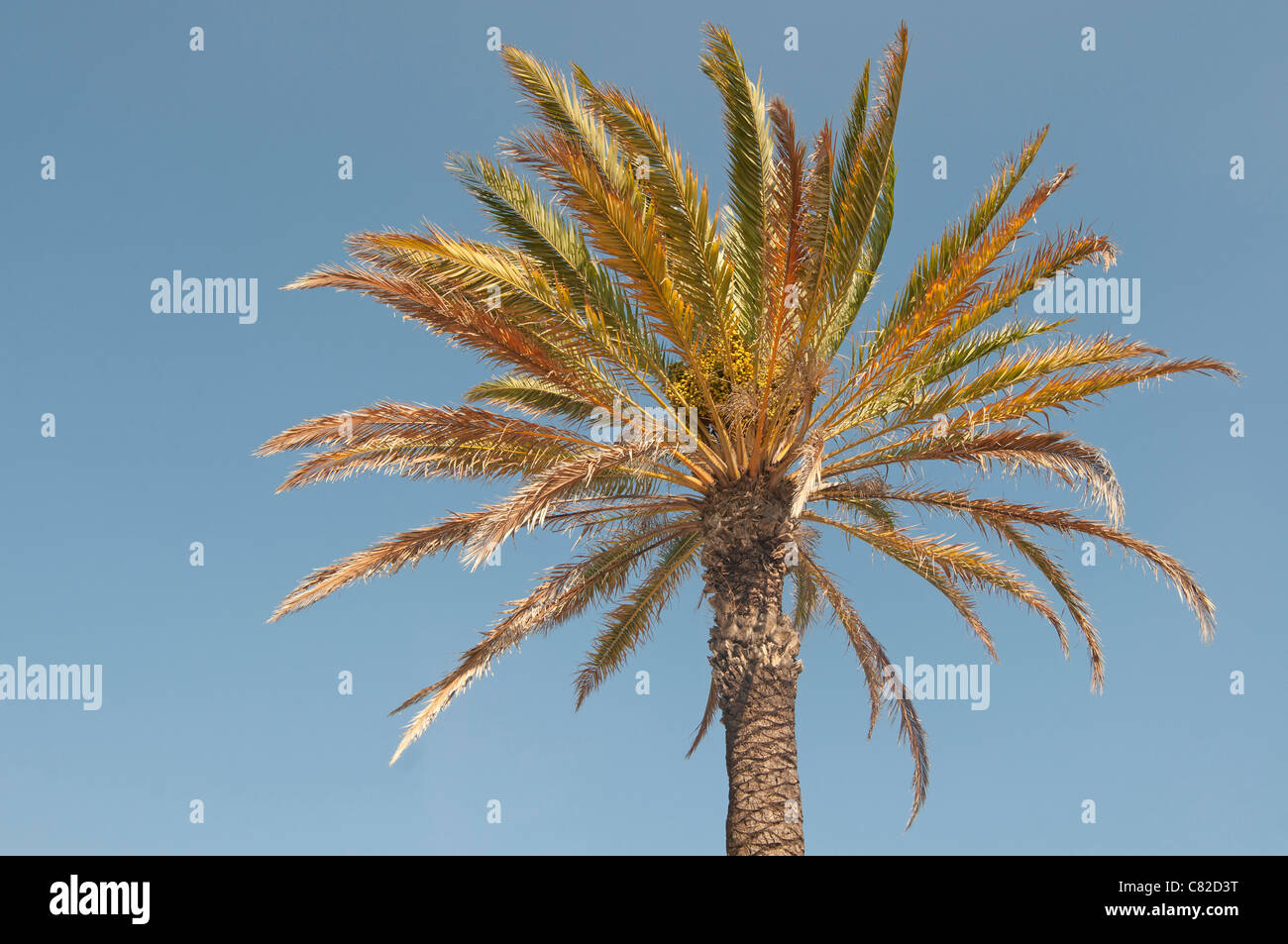 Le feuillage des palmiers contre le ciel bleu de la Méditerranée, Murcia, Costa Blanca, Espagne Banque D'Images