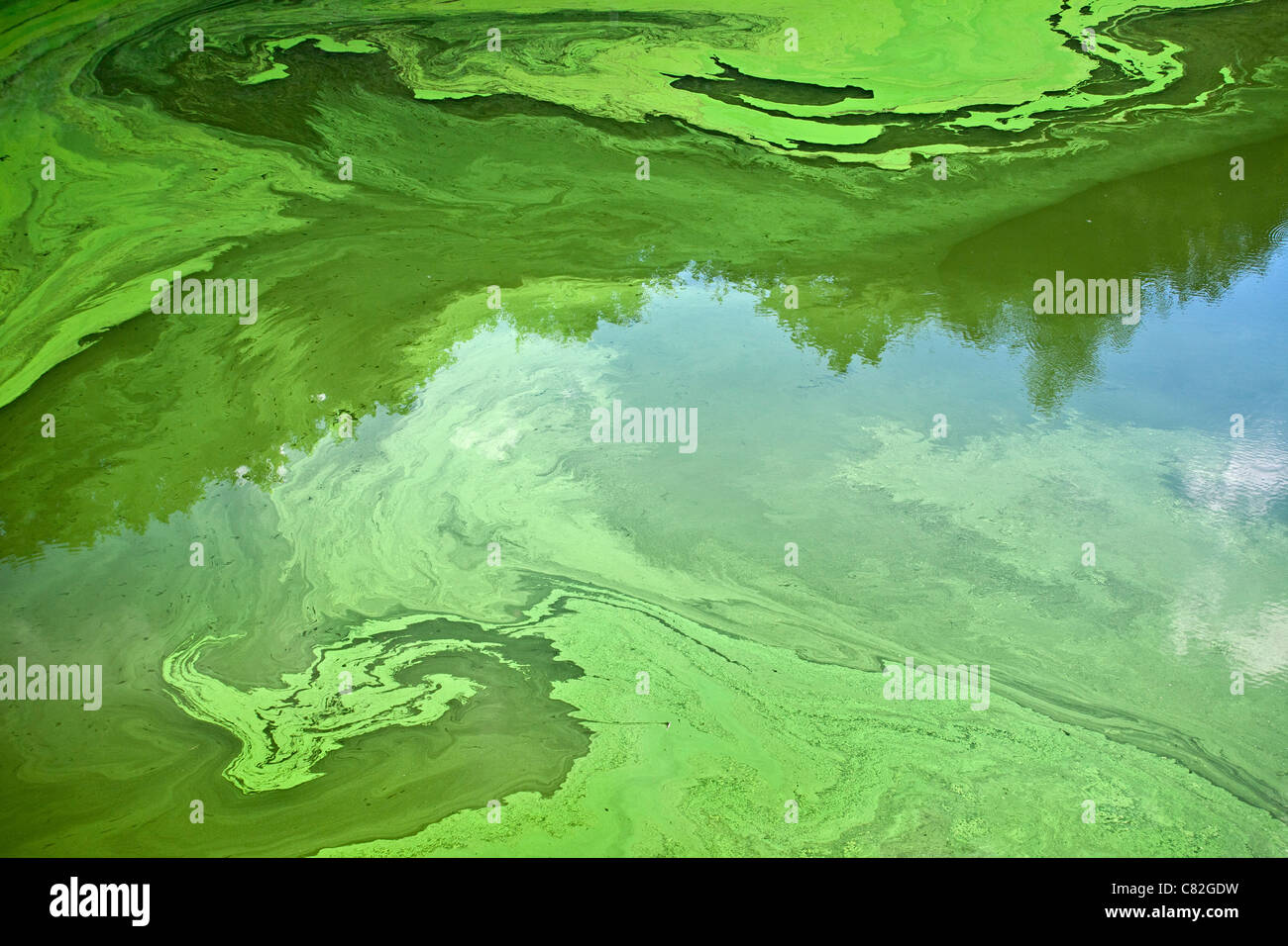 Les cyanobactéries ou algues bleu-vert", qui se développent à la surface d'une rivière à débit lent, à l'été (Puy-de-Dôme - France). Banque D'Images