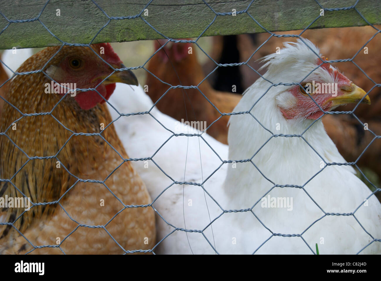 Poulets d'Bantam fermer à l'intermédiaire du fil grillage de séparation Banque D'Images