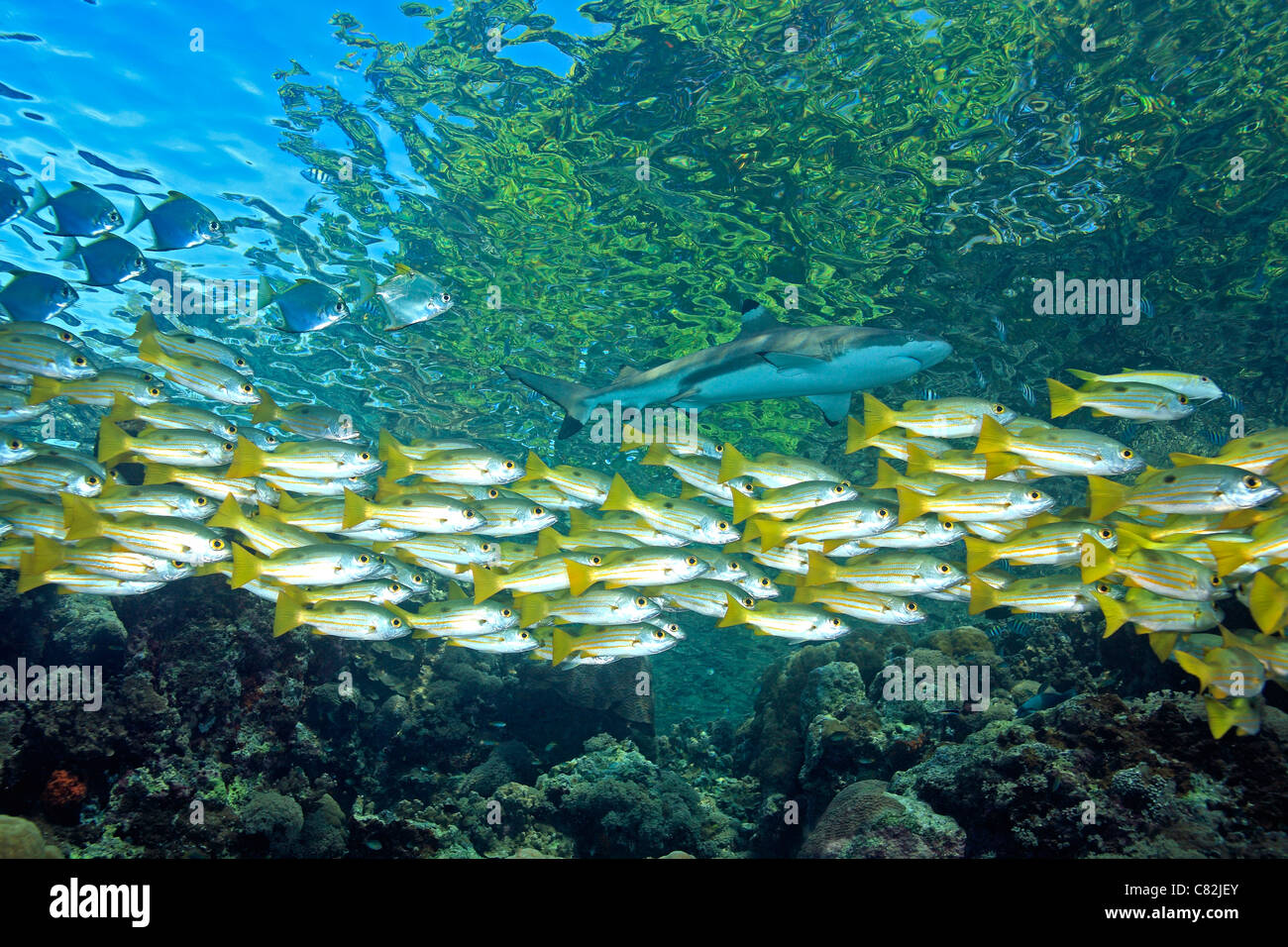 L'École d'Longspot Snapper Lutjanus fulviflamma, nage au-dessus de récifs peu profonds. Il y a un requin Carcharhinus melanopterus Blacktip Reef. Banque D'Images