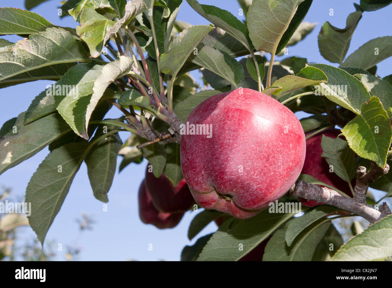 Pommes pomme rouge de fruits mûrs vitamines sain Banque D'Images