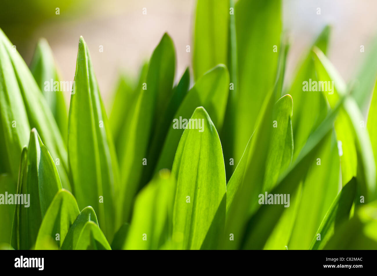 L'herbe verte fraîche (shallow DOF) Banque D'Images