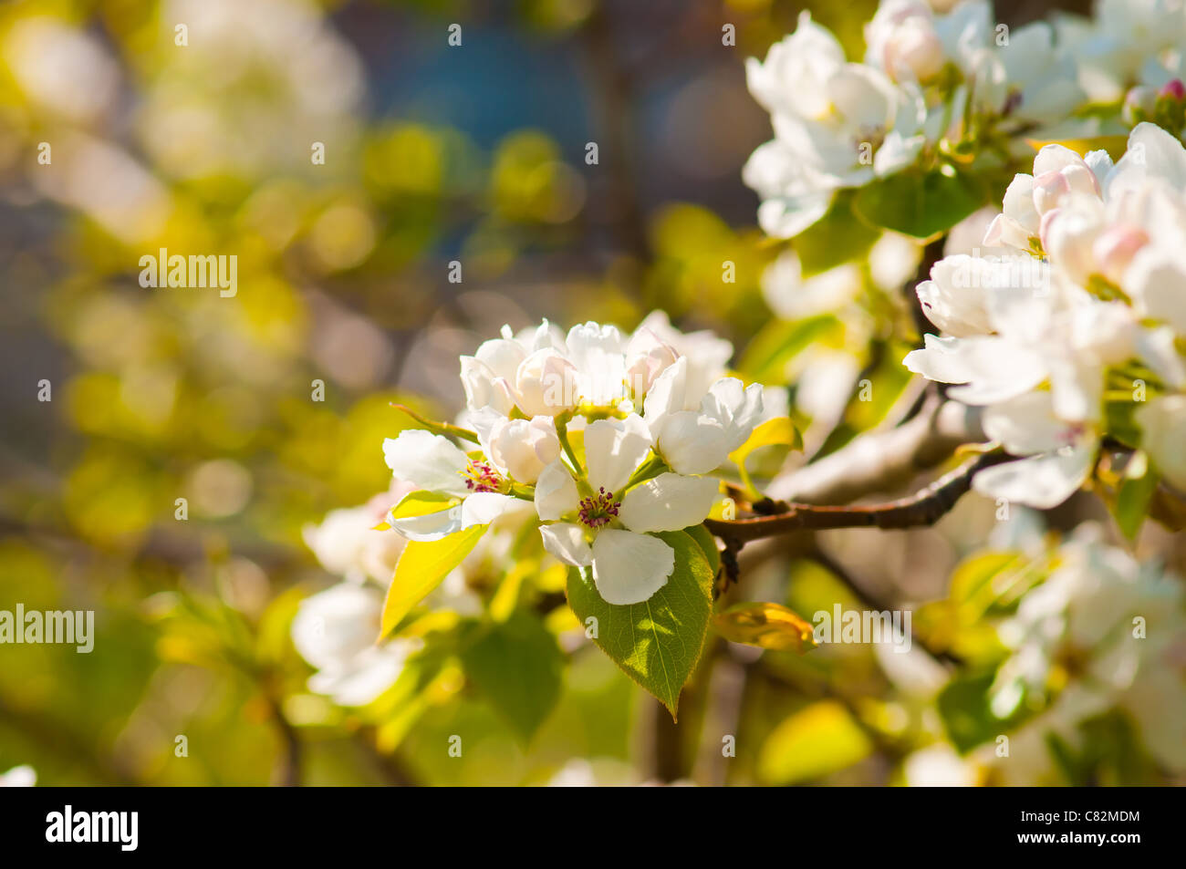 Une branche en fleurs de pommier au printemps Banque D'Images