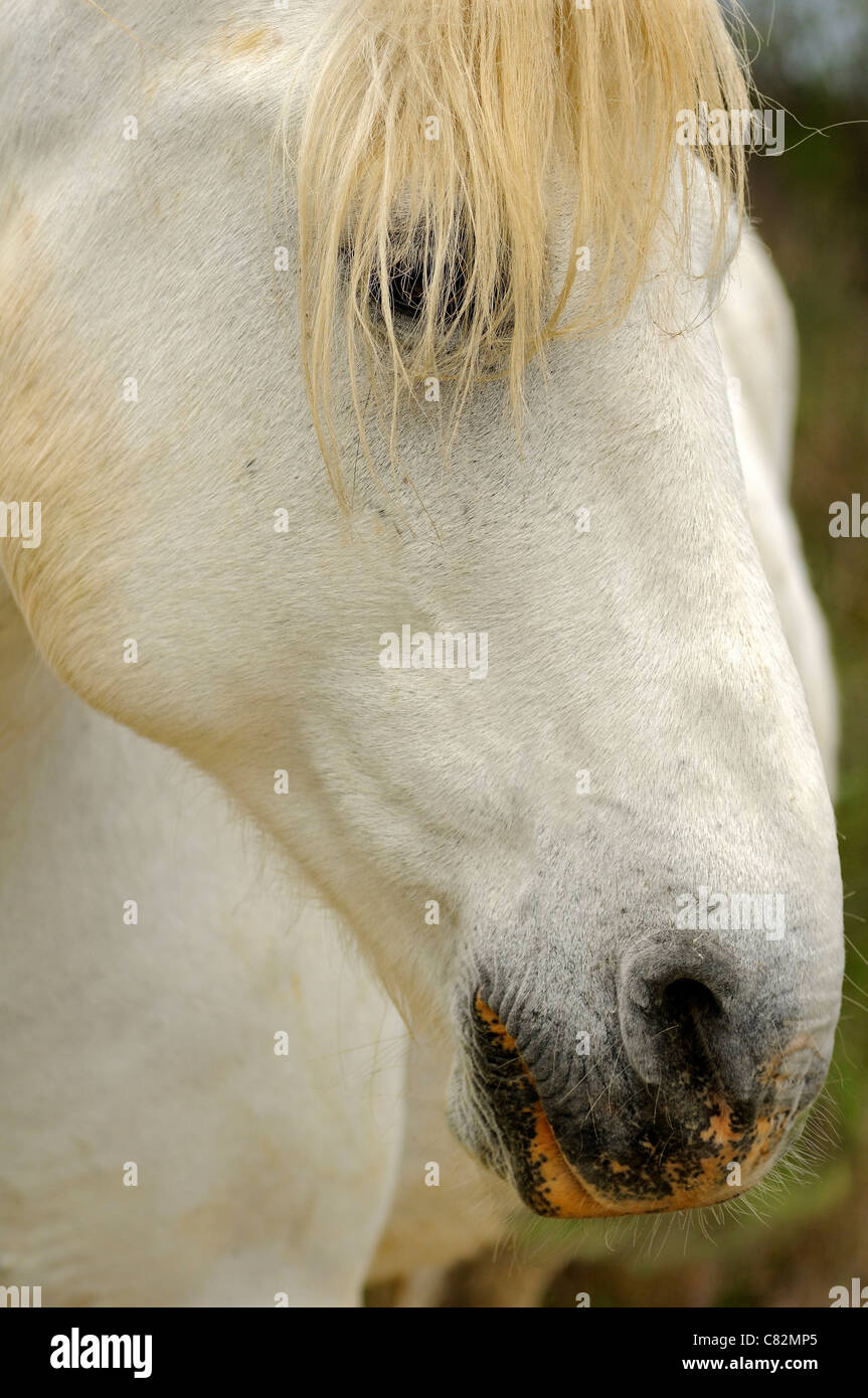 Portrait de cheval de Camargue, Camargue, France Banque D'Images