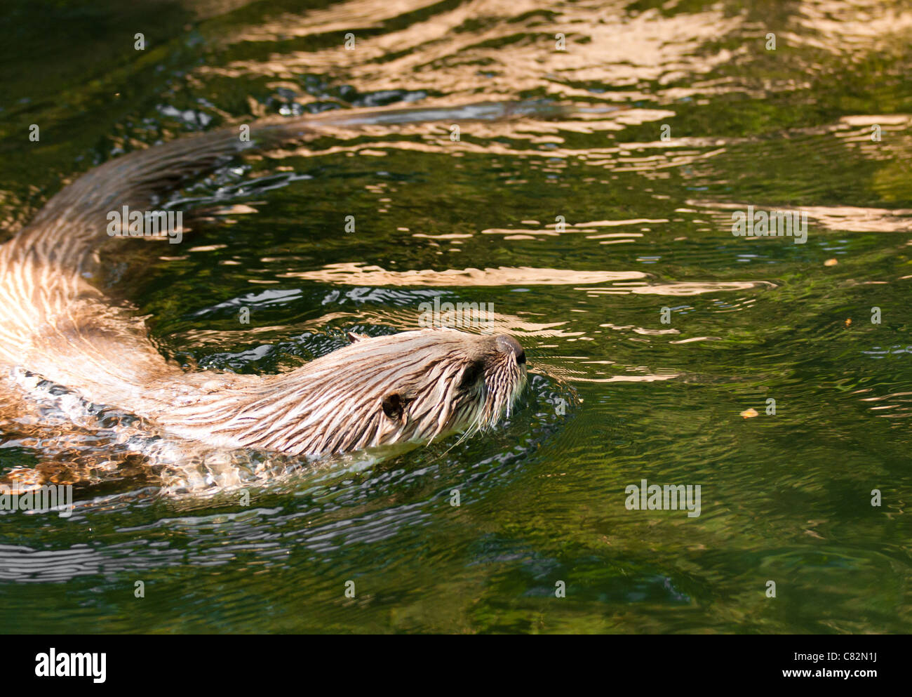 Loutre d'Europe (Lutra lutra), également connu sous le nom de loutre d'Eurasie, la loutre de rivière, loutre commune du vieux monde et otter Banque D'Images