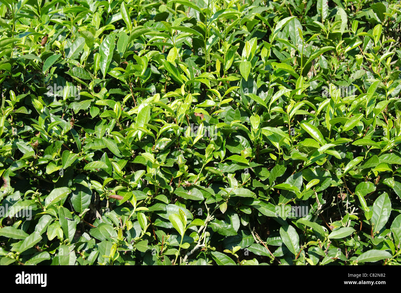 Détail d'une usine de thé vert japonais avec des feuilles fraîches Banque D'Images