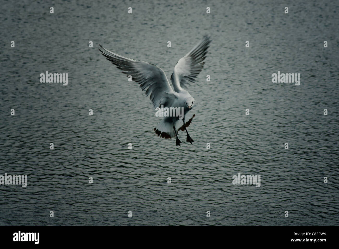 Mouette à tête noire Banque D'Images