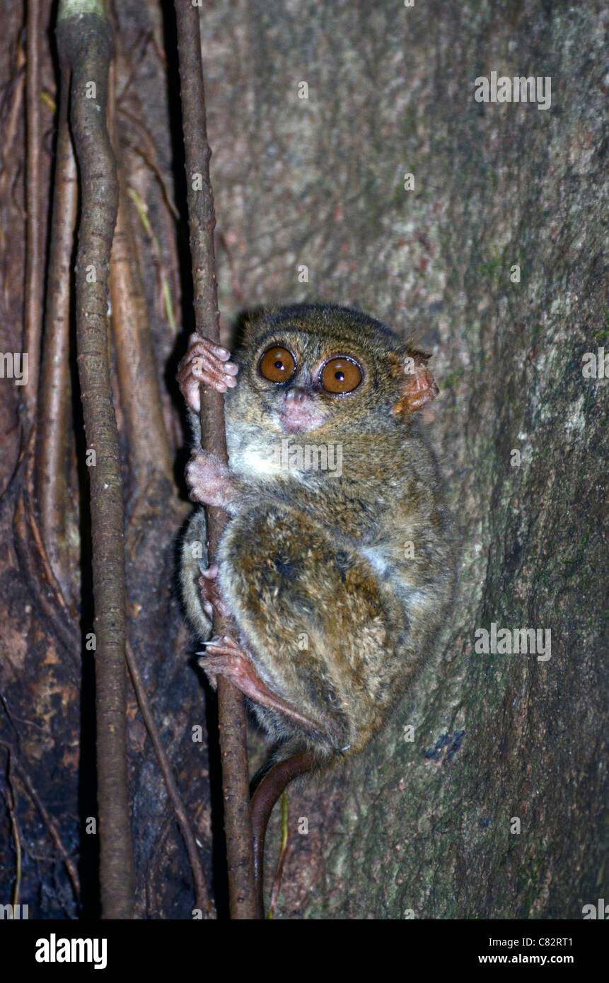Le plus petit du monde,Tarsier primate,Indonésie. Banque D'Images