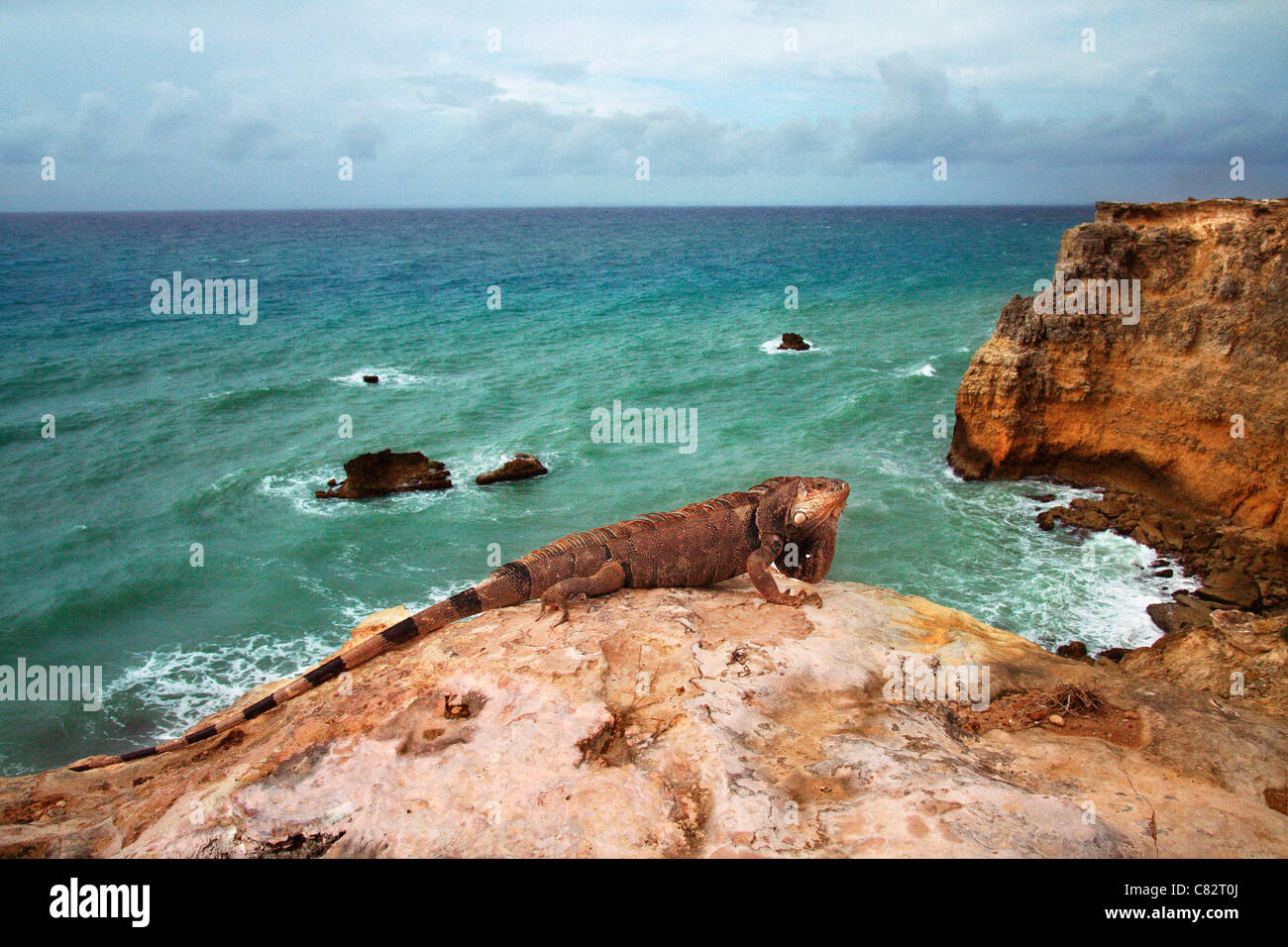 Un iguane dans la cape rouge (Cabo Rojo) à Porto Rico. Banque D'Images