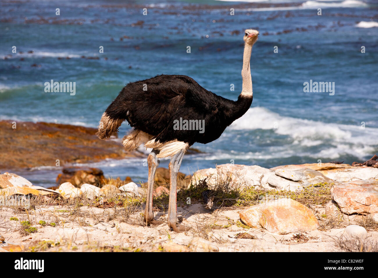 Le sud de l'Autruche (Struthio camelus australis ), Province du Cap, Afrique du Sud Banque D'Images
