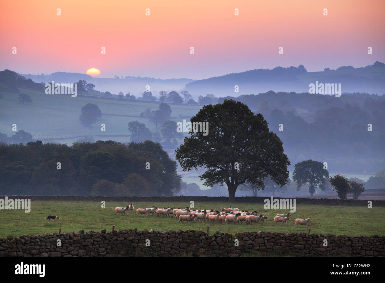 Recueillir des moutons Yorkshire ras le soleil se brise sur une brumes Nidderdale Valley vu de Juan Vicente, Yorkshire, Angleterre Banque D'Images