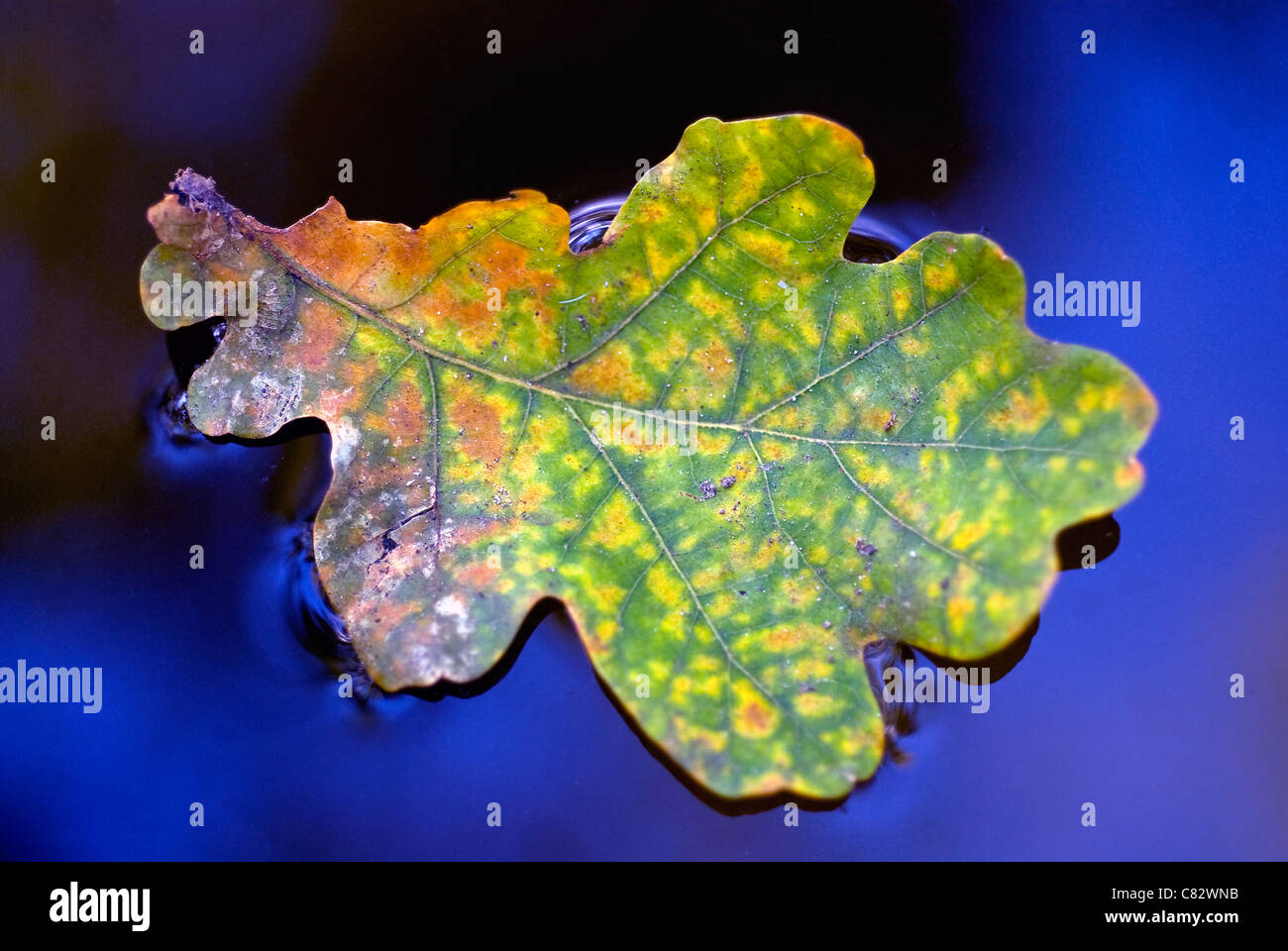 Image colorée d'un congé magnifique, dans l'eau bleu vif Banque D'Images