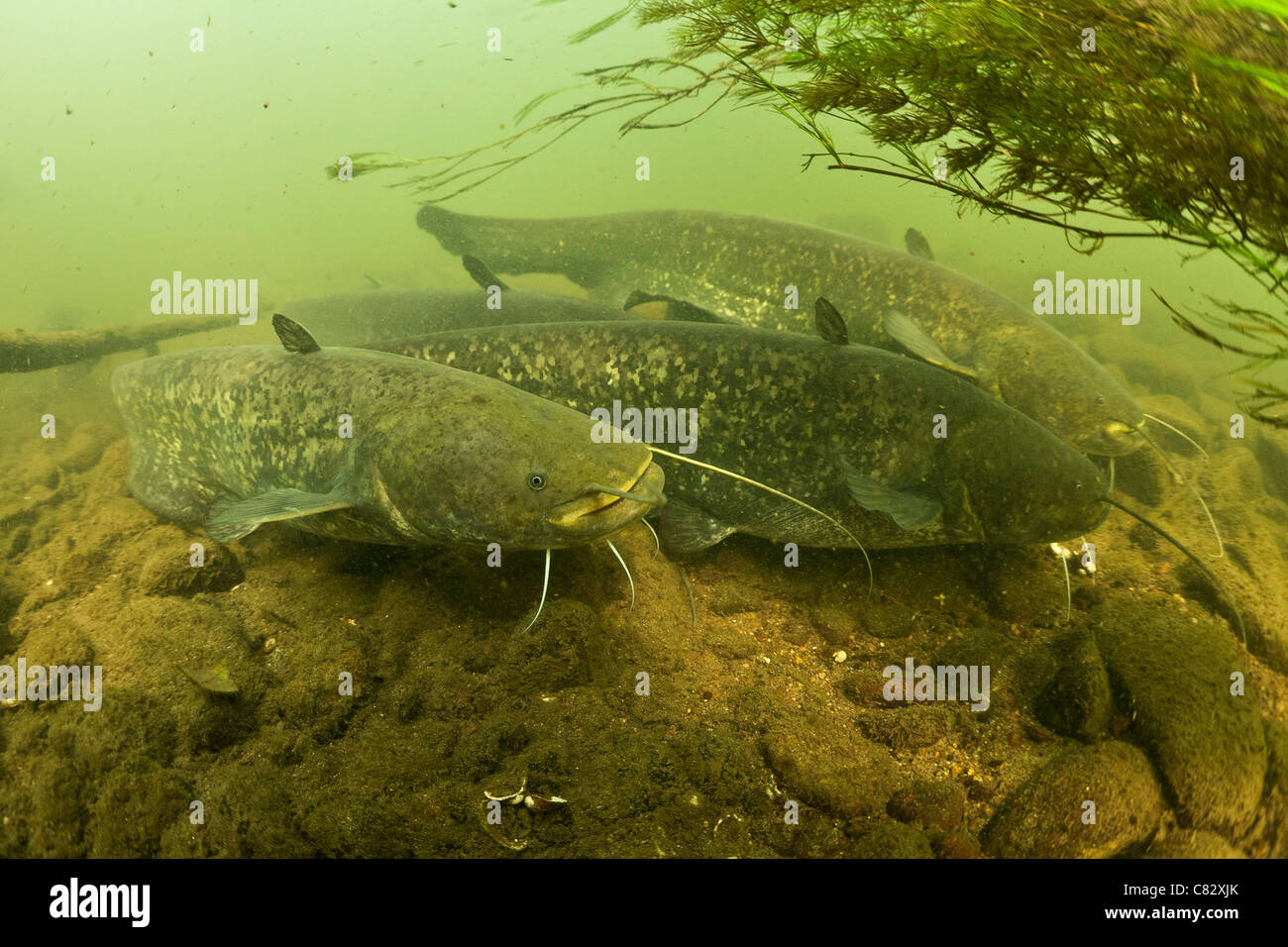 Silure (Silurus glanis) dans leur milieu naturel (France). Appelé aussi Sheatfish, ils obtiennent des moustaches de barbillons. Banque D'Images