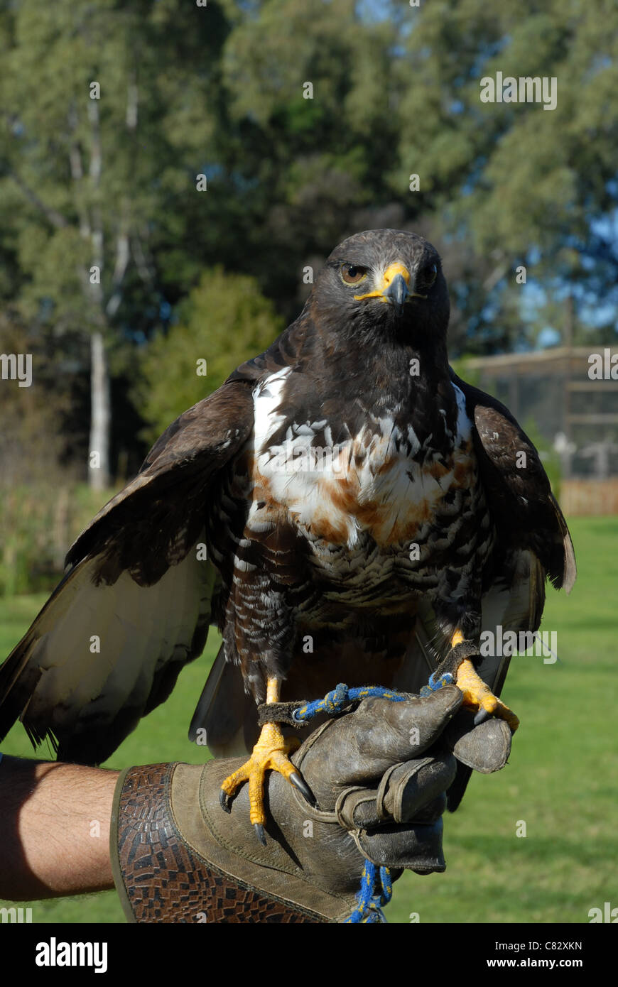 Jackal buzzard (buteo rufofuscus), oiseau de proie africaine à spier winery, Stellenbosch, Western Cape, Afrique du Sud Banque D'Images
