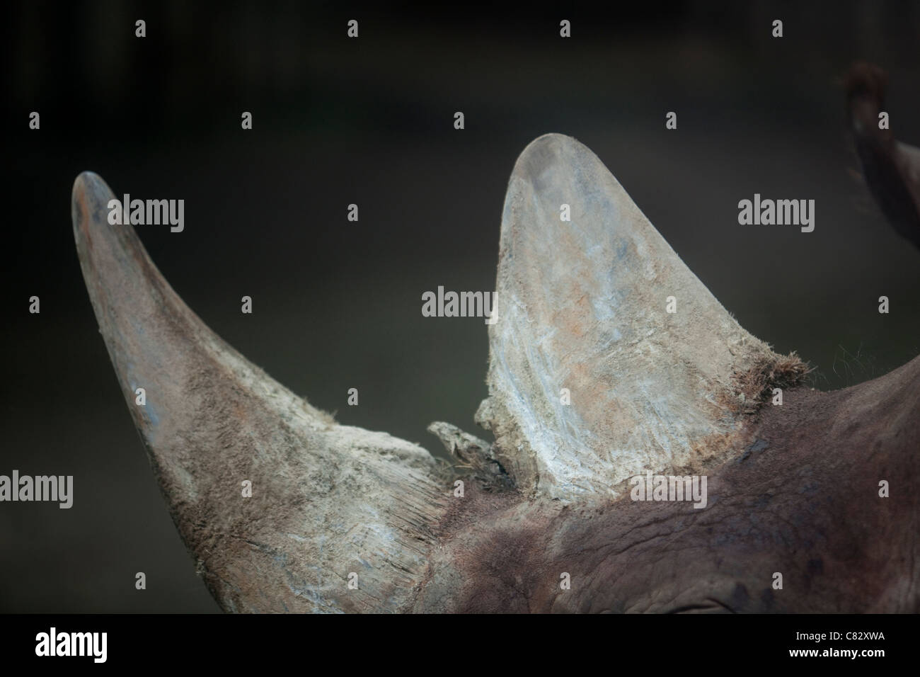 Le Rhinocéros noir (Diceros bicornis). Deux cornes sur la tête d'un animal vivant. Banque D'Images