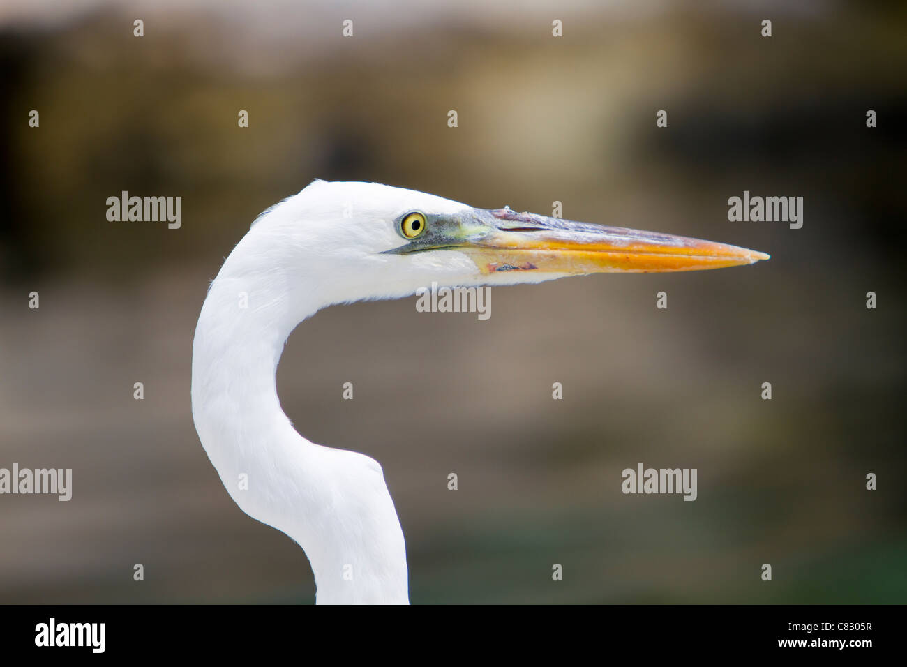 Head shot of a great white egret Florida Keys USA US Banque D'Images