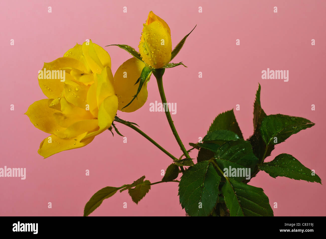 Rose jaune sur fond rose Banque D'Images