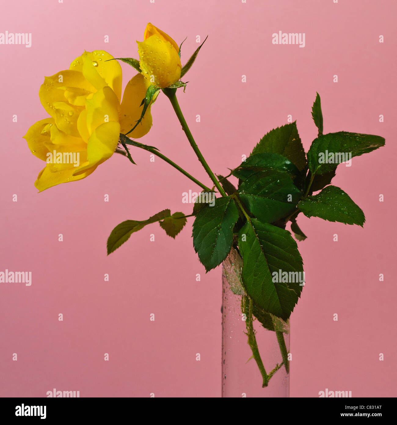 Rose jaune sur fond rose Banque D'Images