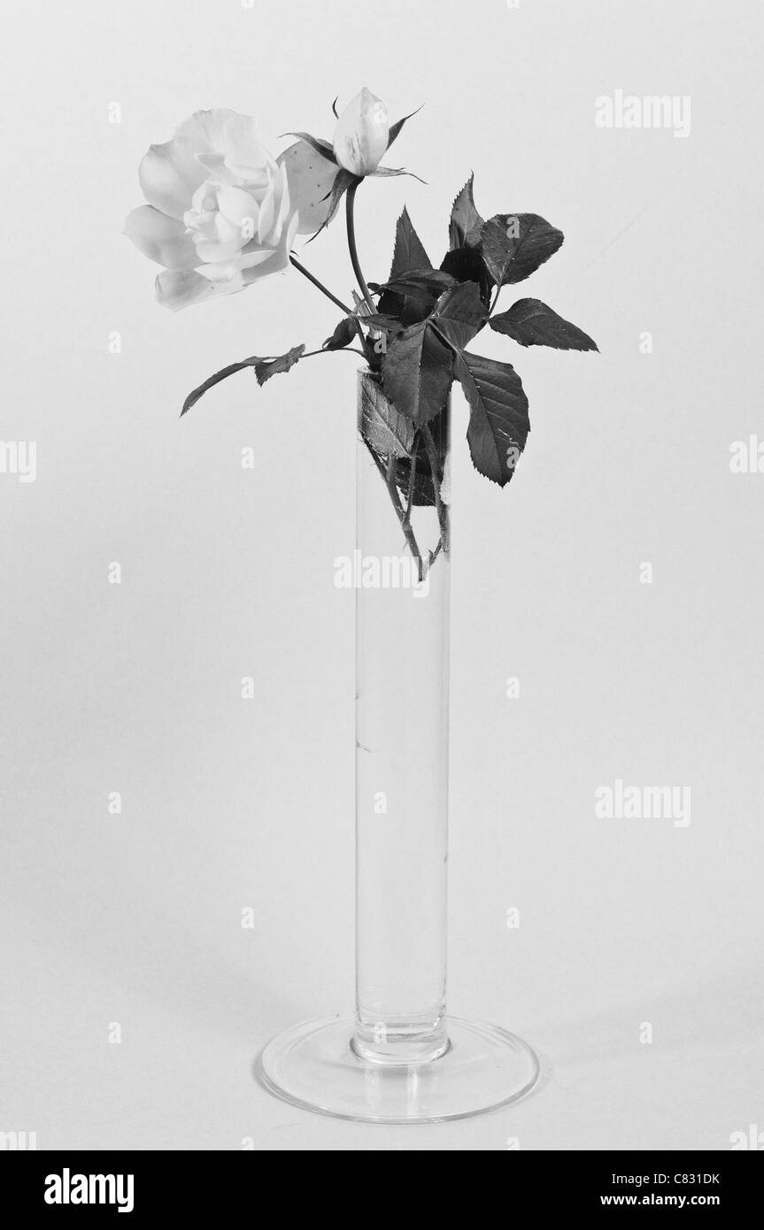 Rose jaune en noir et blanc Banque D'Images