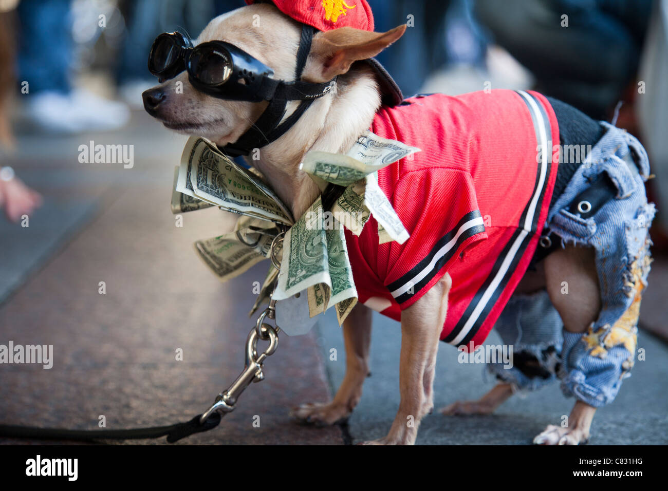 Chihuahua chien à Seattle, occupent une partie du mouvement occupons Wall Street Banque D'Images