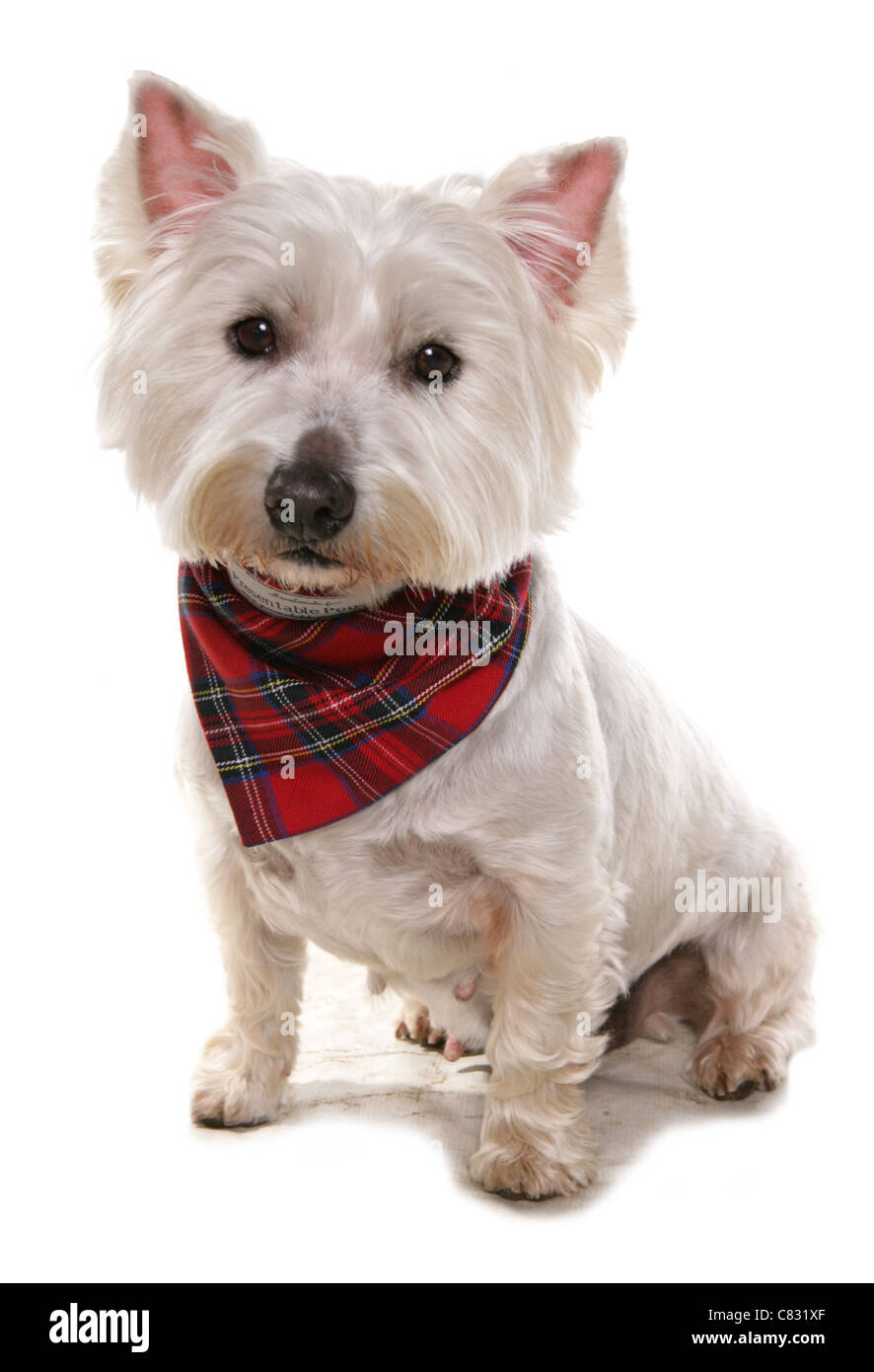 West Highland Terrier adulte seul assis dans un studio UK Banque D'Images