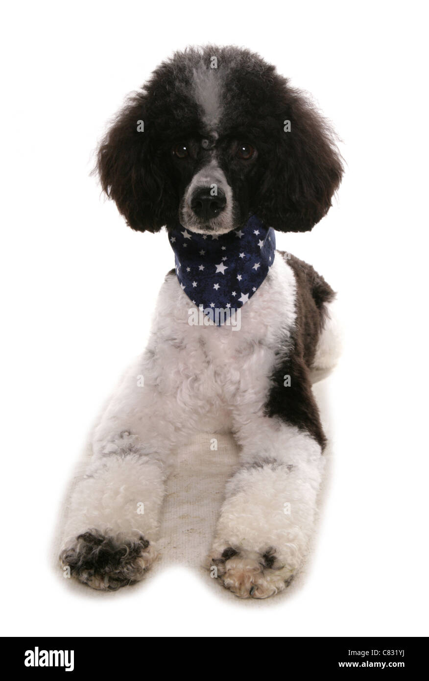 Caniche miniature adulte seul fixant dans un studio UK Banque D'Images