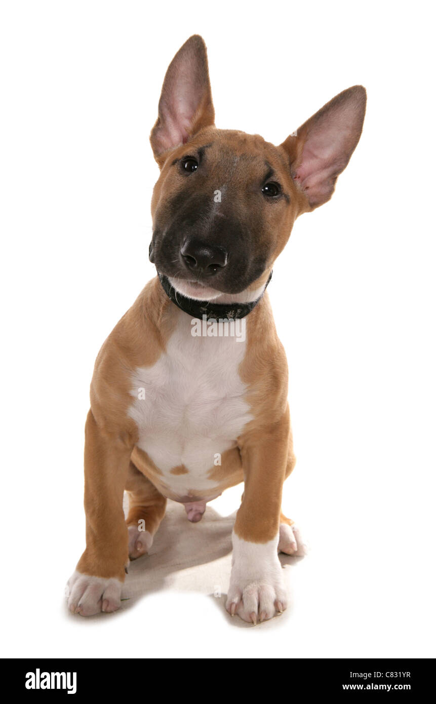 English bull terrier chiot unique dans un studio UK Banque D'Images