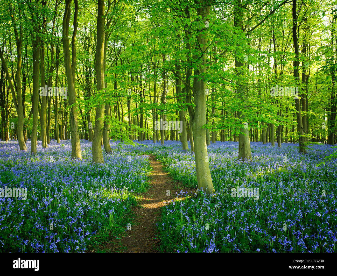 Chemin à travers tapis de fleurs jacinthes Banque D'Images