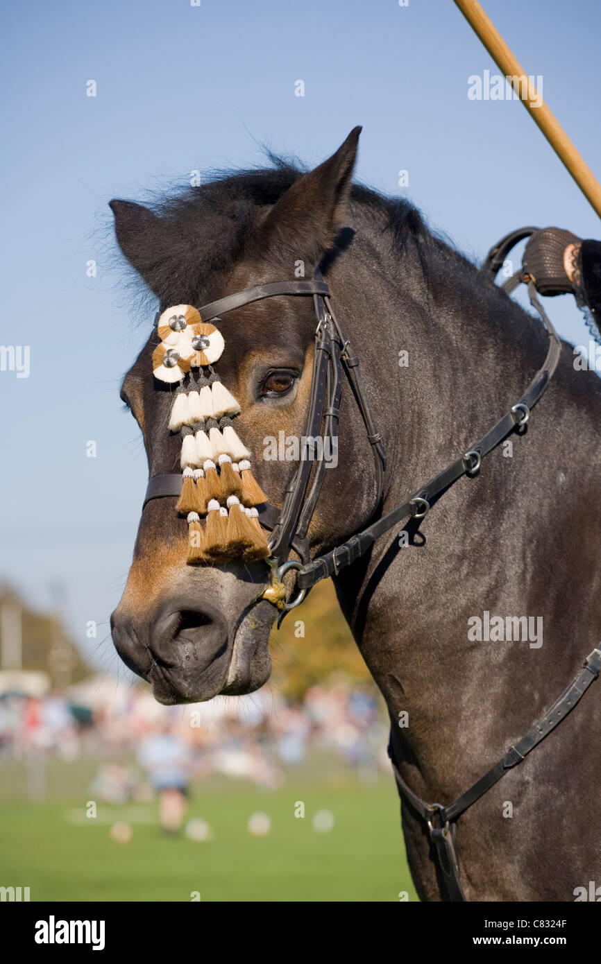 Cheval de travail adulte seul travaillant à un spectacle de joutes Ardingly, UK Banque D'Images