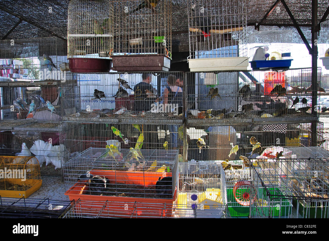 Blocage d'oiseaux à Bonavista Marché Dimanche, Bonavista, près de Salou, Costa Dorada, province de Tarragone, Catalogne, Espagne Banque D'Images