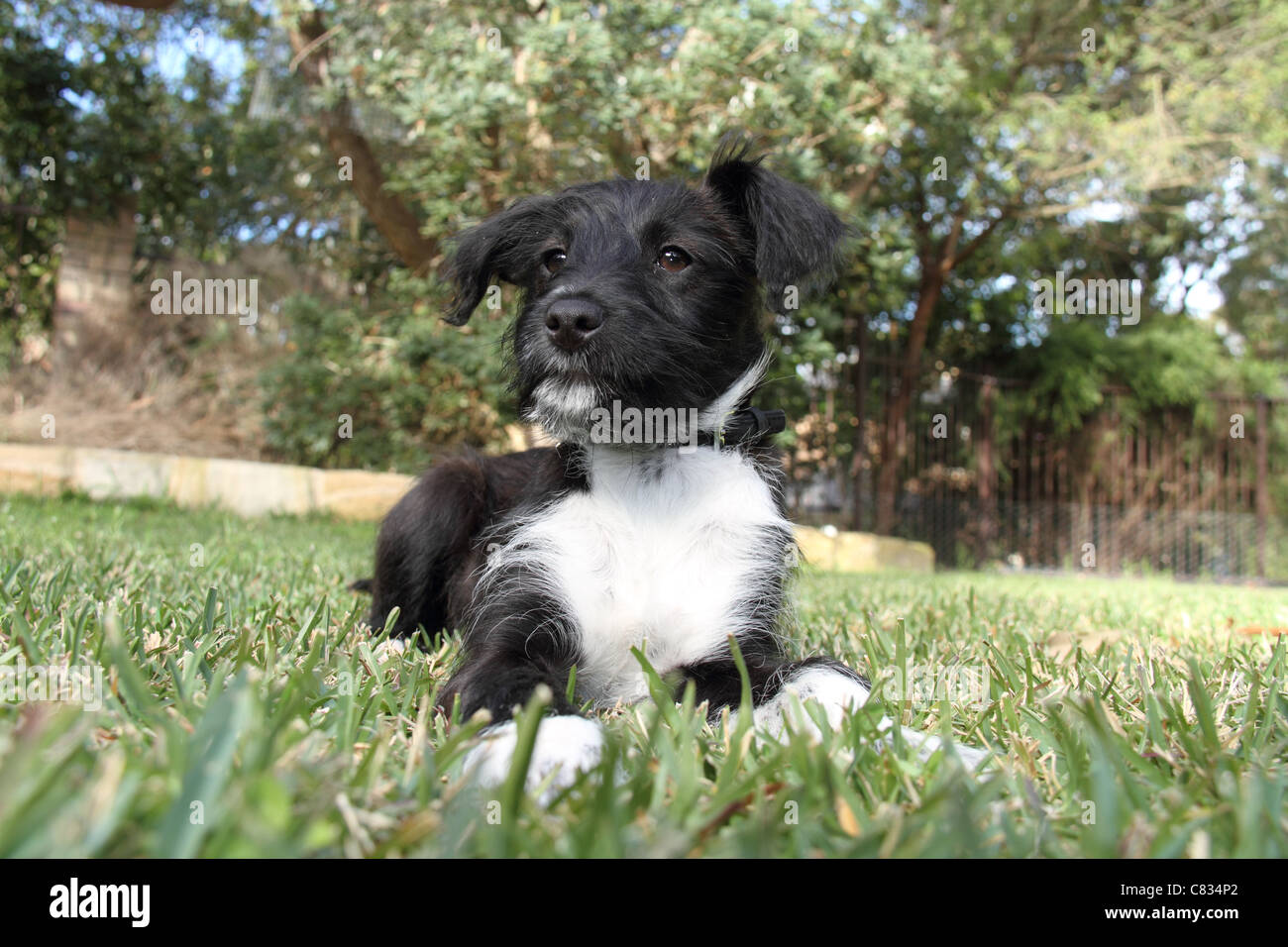 Jack Russell chiot croisée caniche miniature au jardin Banque D'Images