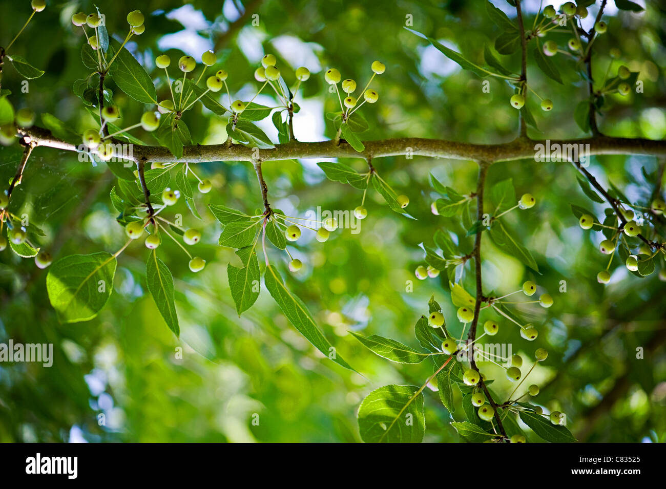 Close-up image of fresh fruits printemps vert et les feuilles prises contre un arrière-plan. Banque D'Images