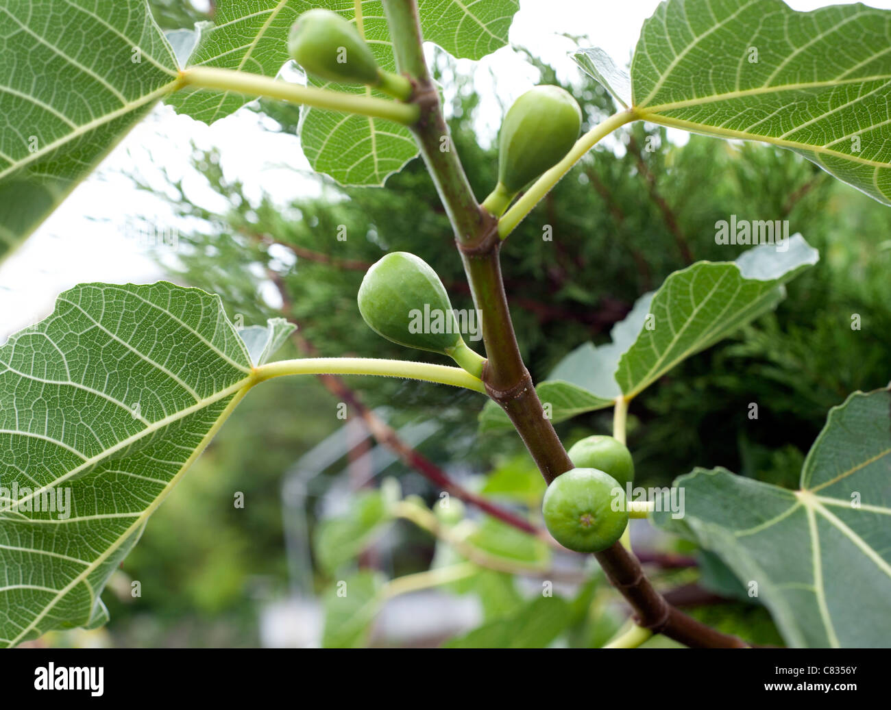 Fig Tree vert avec des fruits Banque D'Images