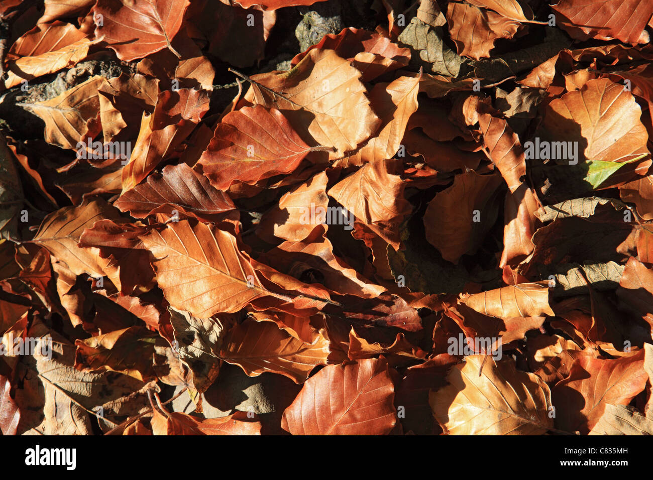 Brown feuilles tombées vu dans l'automne à Richmond, dans le North Yorkshire, Angleterre Banque D'Images