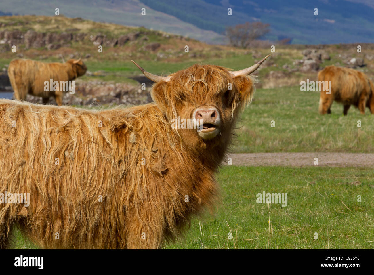 Vache Highland cattle ecosse paysage d'été ensoleillée de pâturage des vaches broutent steer steer Banque D'Images