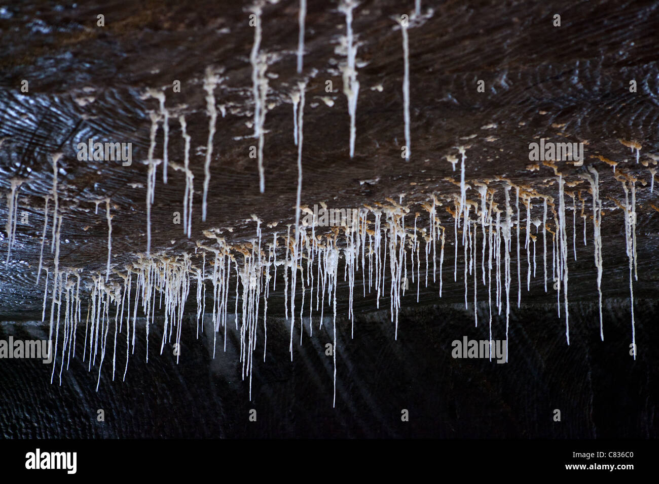 Stalactites dans les mines de sel de Turda, attraction touristique en Transylvanie, Roumanie Banque D'Images