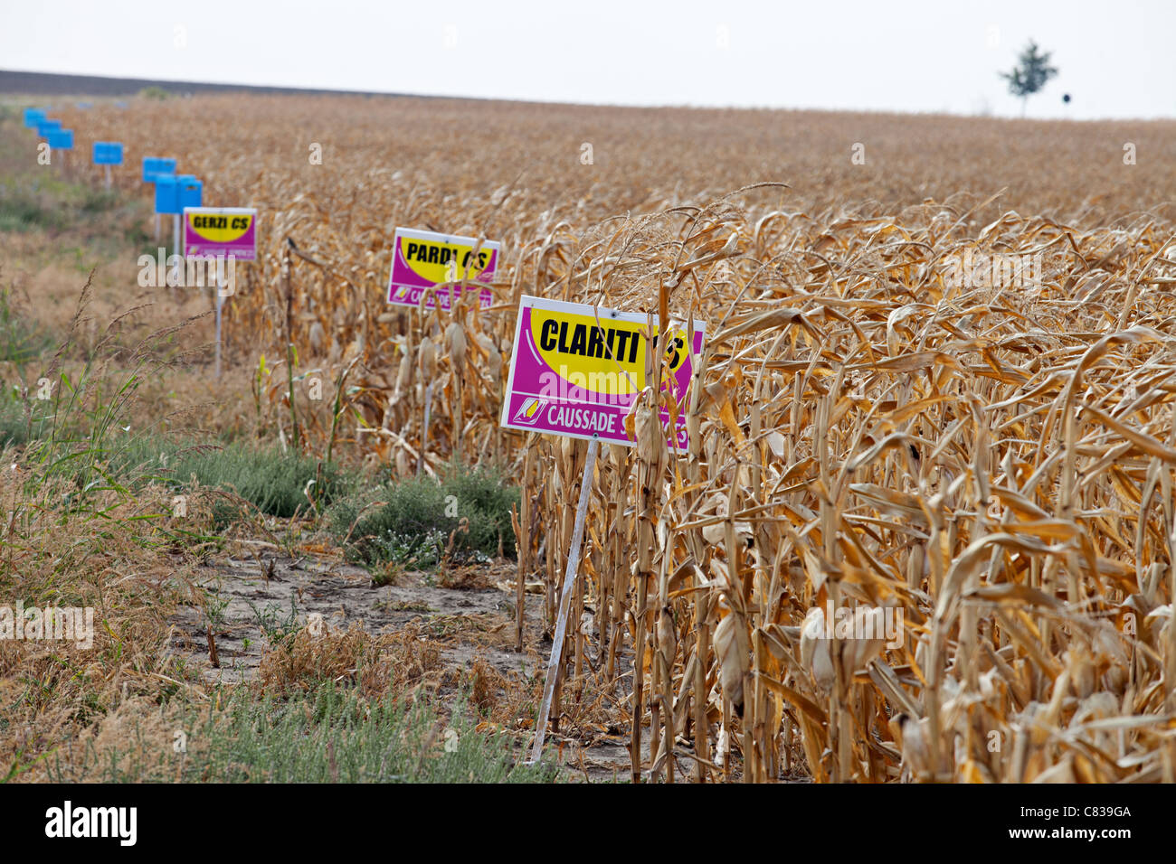 Les cultures génétiquement modifiées en Roumanie Banque D'Images