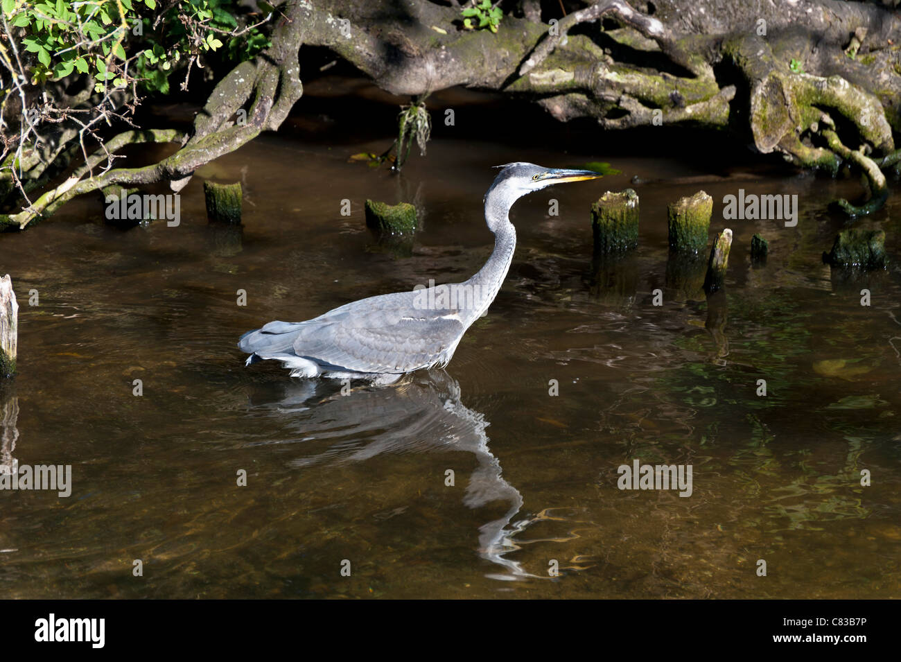 Un héron cendré sur la rivière Avon à Stratford upon Avon Banque D'Images