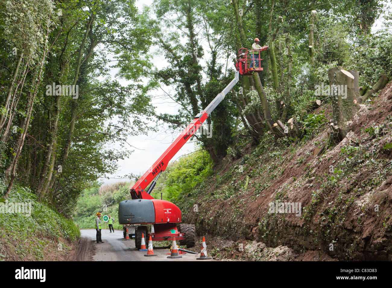 Un chirurgien arboricole fait abattre des arbres par un préparateur de cerises dans une voie étroite et profonde à Irthington, Cumbria, Royaume-Uni Banque D'Images