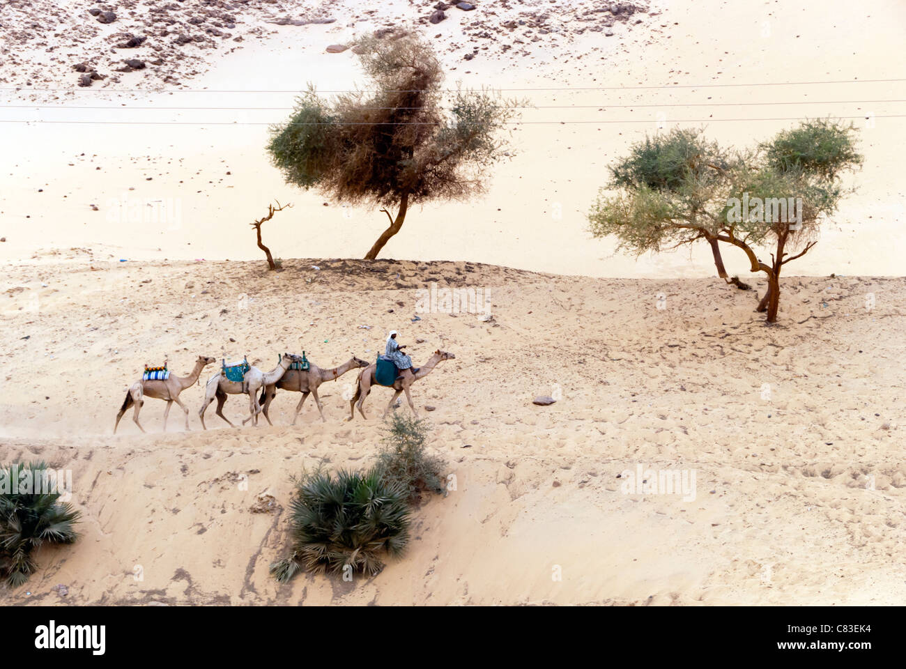 L'homme égyptien avec des chameaux - Assouan, en Haute Egypte Banque D'Images