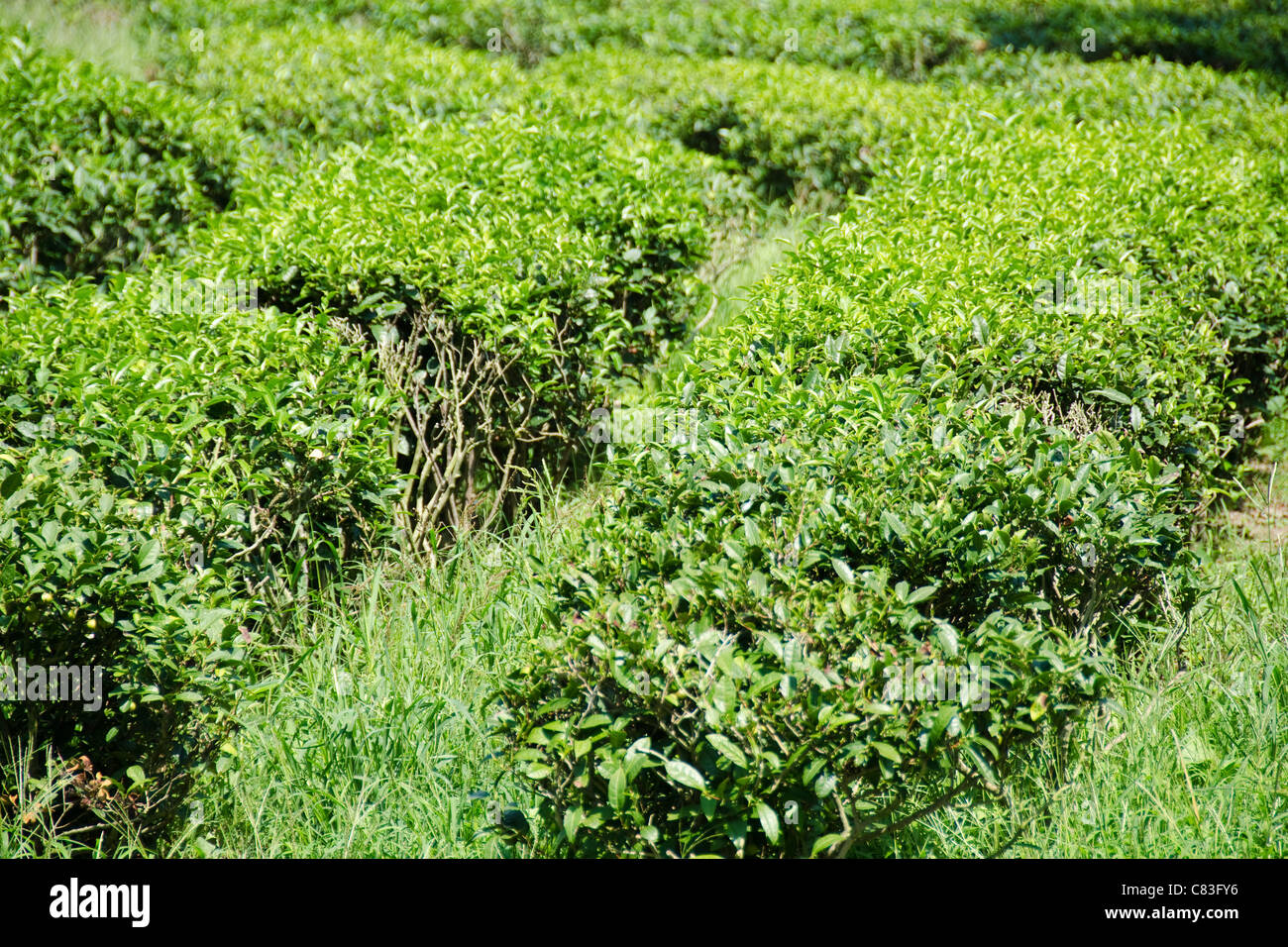 La plantation de thé au Japon avec plusieurs rangées de plants de thé vert Banque D'Images