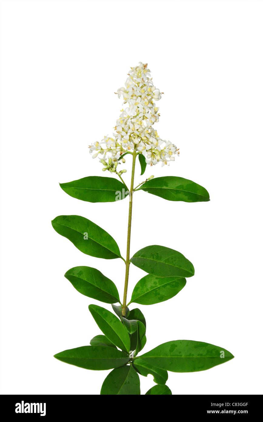 Troène (Ligustrum vulgare sauvage) Banque D'Images